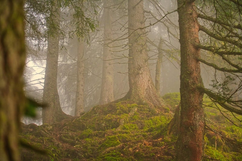 Yoga in Nature
